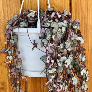 Lampášik (Ceropegia woodii) ´SILVER GLORY´ - výška 80-90 cm, kont. C1L - závesný kvetináč
